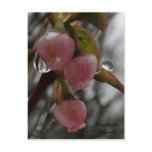 Blueberry Blossoms, Unalaska Island Post Card