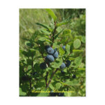 Blueberry Bush, Unalaska Island Postcard