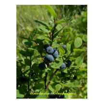 Blueberry Bush, Unalaska Island Postcard
