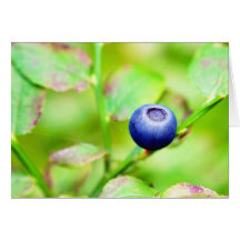 Blueberry Cards