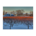 Blueberry Farm At Sunset Postcards