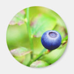 Blueberry Fridge Magnet