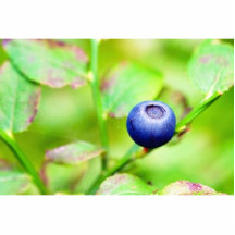 Blueberry Photo Cutouts