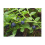 blueberry post card