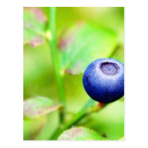 Blueberry Postcard
