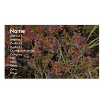 Blueberry shrub business card templates