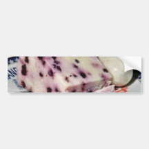 Blueberry White Stilton Bumper Sticker
