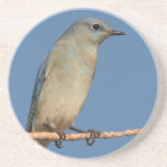 bluebird beverage coaster