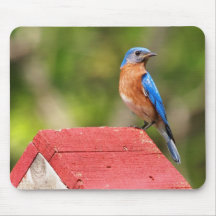 Bluebird Comes Home Mousepad