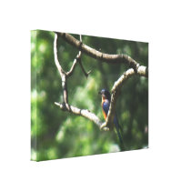 Bluebird Drybrushed Canvas Print