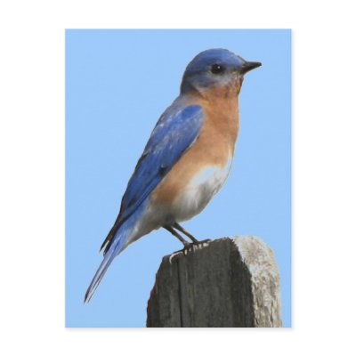 Bluebird Male Postcard by naturegirl7