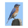 Bluebird Male Postcard