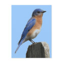 Bluebird Male Postcard