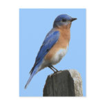 Bluebird Male Postcard