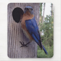Bluebird Nest Box Mousepad