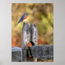 Bluebird of Happiness - Poster