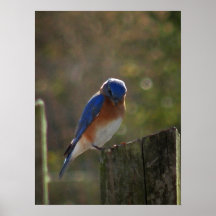 Bluebird on Fence Post Poster