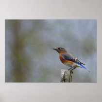 Bluebird on Post