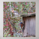 Bluebird Pair Early Spring posters