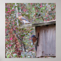 Bluebird Pair Early Spring Posters