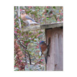 Bluebird Pair Postcard