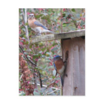 Bluebird Pair Postcard