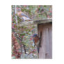 Bluebird Pair Postcard
