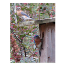 Bluebird Pair Postcard