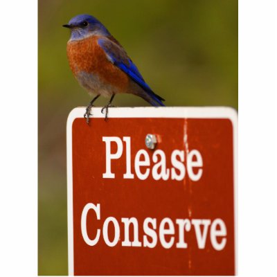 Bluebird Acrylic Cut Outs by WorldDesign