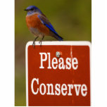 Bluebird photo sculptures