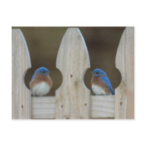 Bluebird postcards