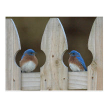 Bluebird postcards