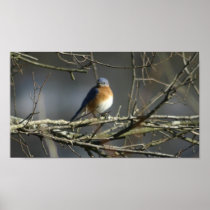 Bluebird Print
