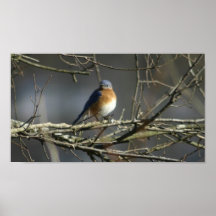 Bluebird Print