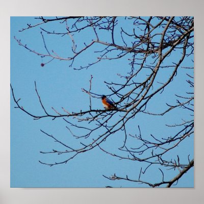 Bluebird Poster by almedic104