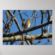 Bluebird Poster
