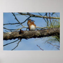 Bluebird Posters