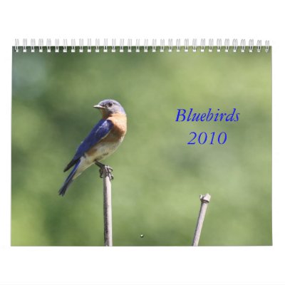 Bluebirds 2010 wall calendar by amwesley