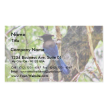 Bluebirds 3 business card