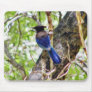 Bluebirds 3 mousepads