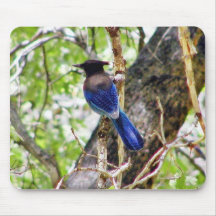 Bluebirds 3 mousepads