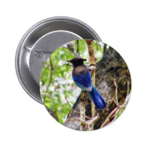Bluebirds 3 pinback buttons