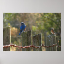 Bluebirds on Wire Fence Print