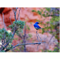 Bluebirds Photo Sculptures
