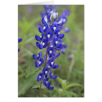 Bluebonnet Card