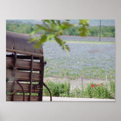 Bluebonnet Field Posters by matrixchica