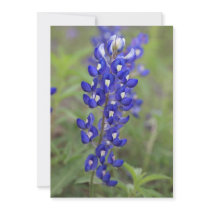 Bluebonnet Invitation Cards