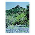 Bluebonnets, Llano, Texas, U.S.A.  flowers Post Cards