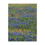 Bluebonnets Postcard
