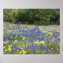 Bluebonnets, primrose, and phlox posters